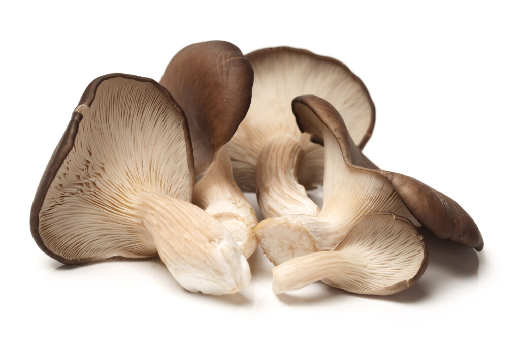 PLEUROTUS OSTREATUS FUNGI SET