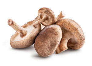 Setas cultivadas Fungi Set